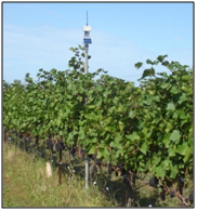 ON-Grape Growers